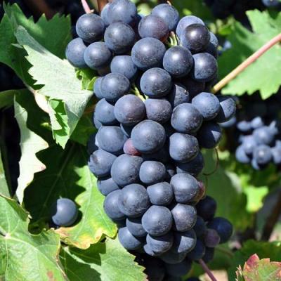 Круглый в Горках