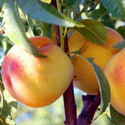 Колонновидные персики в Горках