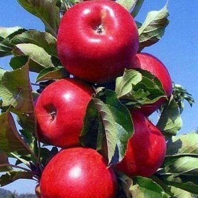 Колонновидные яблони в Горках