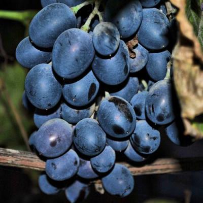 Синий в Горках