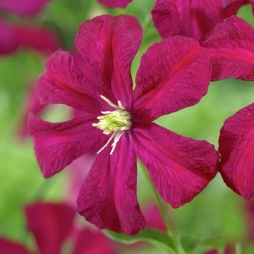 Клематис МАДАМ ДЖУЛИЯ КОРРЕВОН в Горках