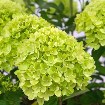 Зеленая в Горках