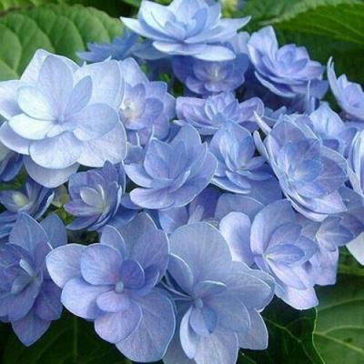 Голубая в Горках