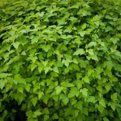 Зеленый в Горках