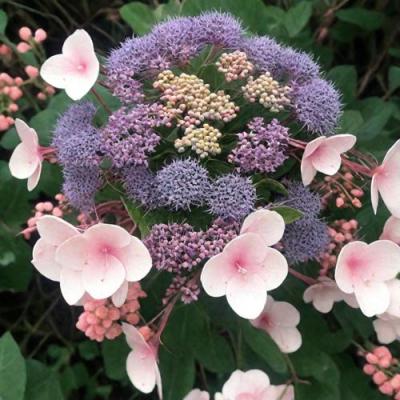 Шершавая в Горках