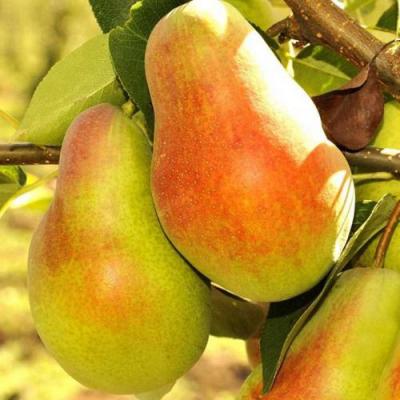 Красавица в Горках