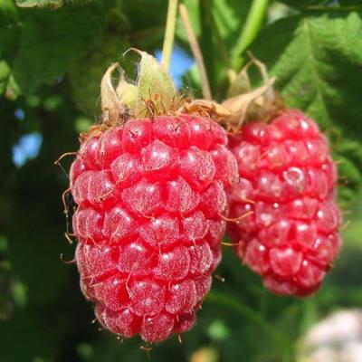 Крупная в Горках