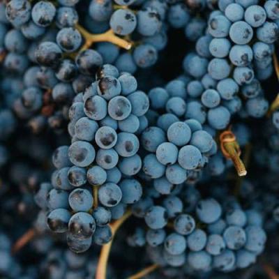 Технический в Горках