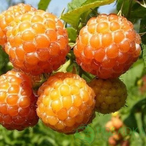 Малина КУМБЕРЛЕНД желтая в Горках