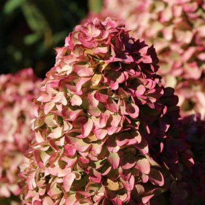 Мэджикал в Горках