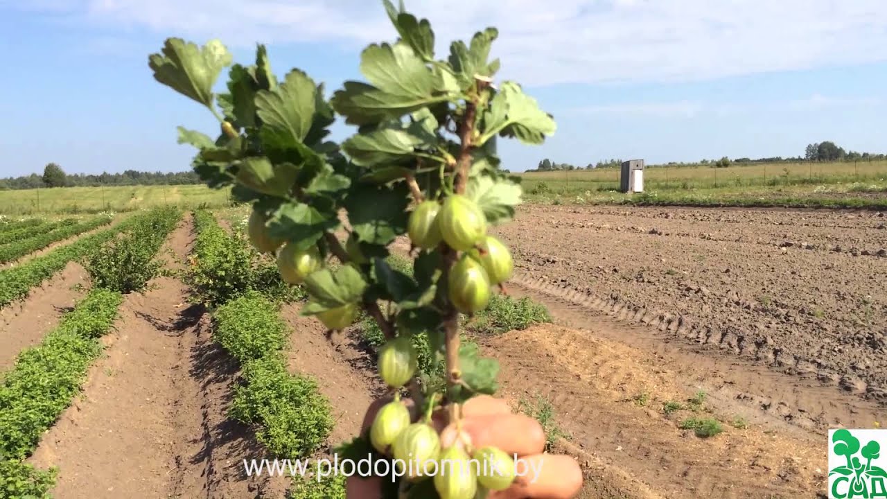 Превью видео