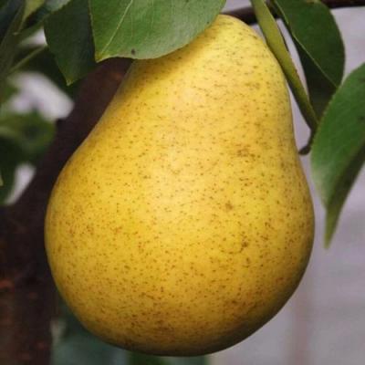 Крупная в Горках