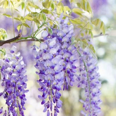 Глициния в Горках
