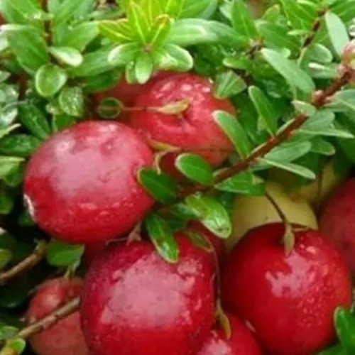 Клюква ХОЛЬШТАЙН в Горках