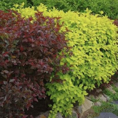 Калинолистный в Горках