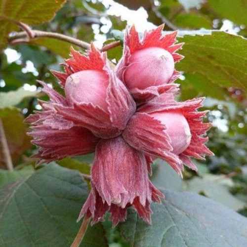 Фундук СКАРЛЕТТ в Горках