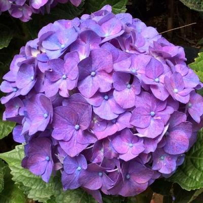 Фиолетовая в Горках