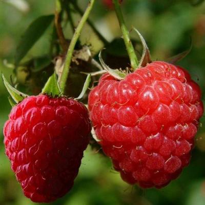 Кустовая в Горках