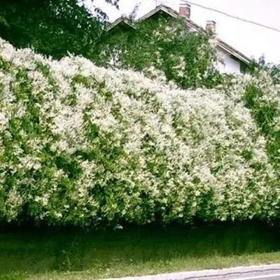 Фаллопия в Горках