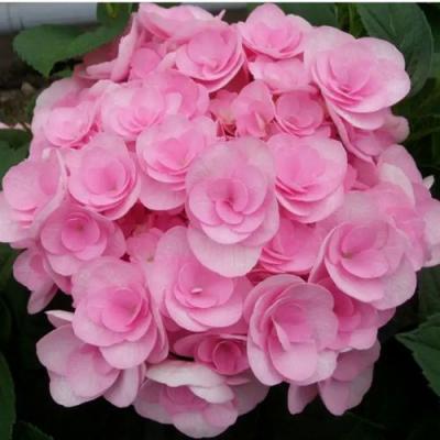 Махровая в Горках