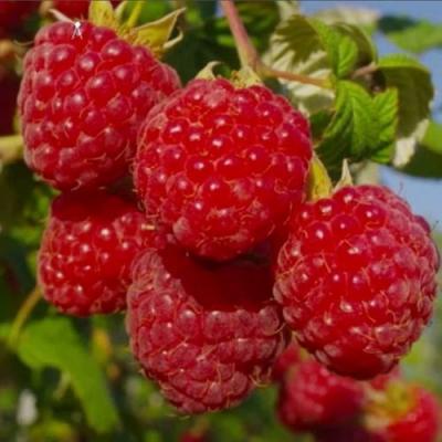 Ранняя в Горках