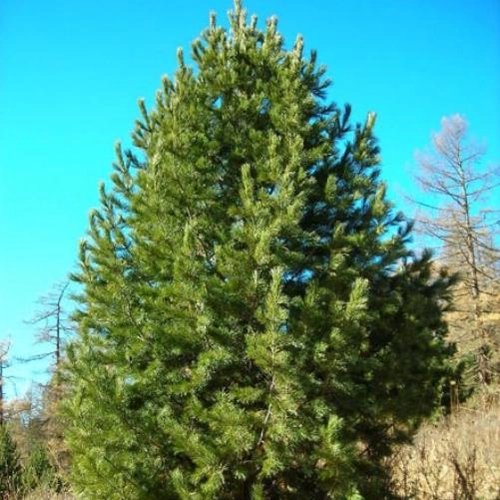 Сосна кедровая сибирская в Горках