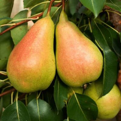 Сладкая в Горках