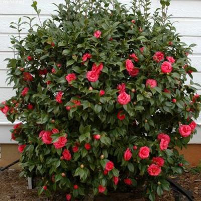 Камелия в Горках