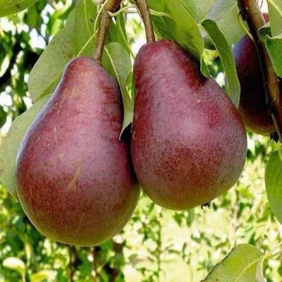 Красная в Горках