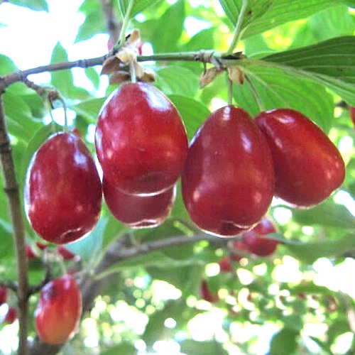 Кизил ЛУКЬЯНОВСКИЙ в Горках