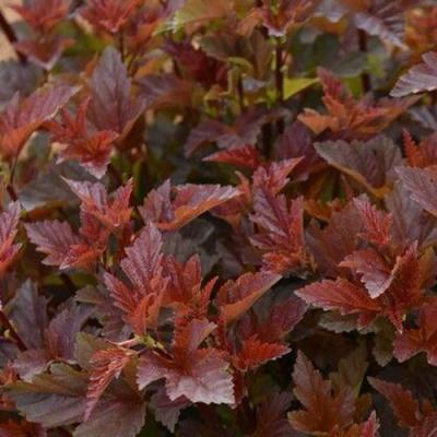 Красный в Горках