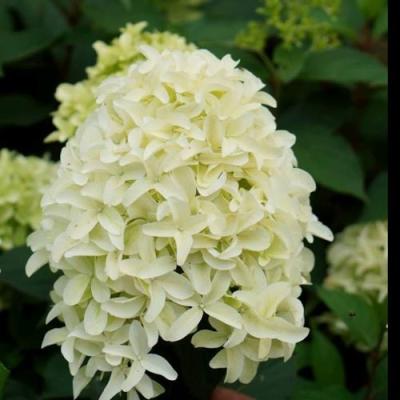 Средние в Горках