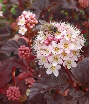 Пузыреплодник АНДРЕ цветение.jpg