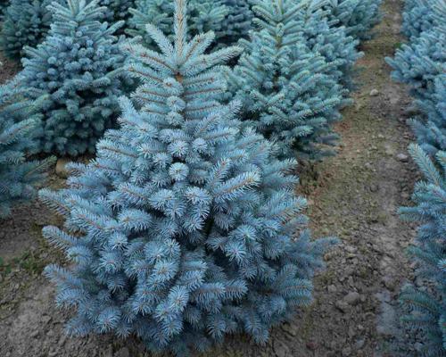 голубая ель.jpg