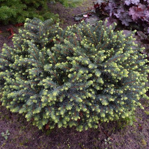 Ель сербская.jpg