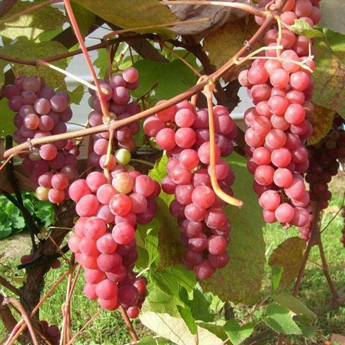 виноград люссиль.jpeg