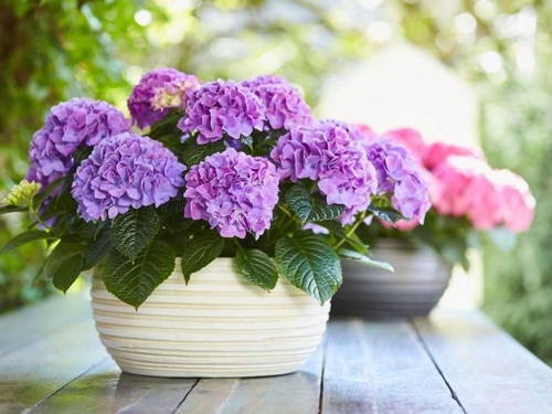 гортензия для дома в горшках.jpg