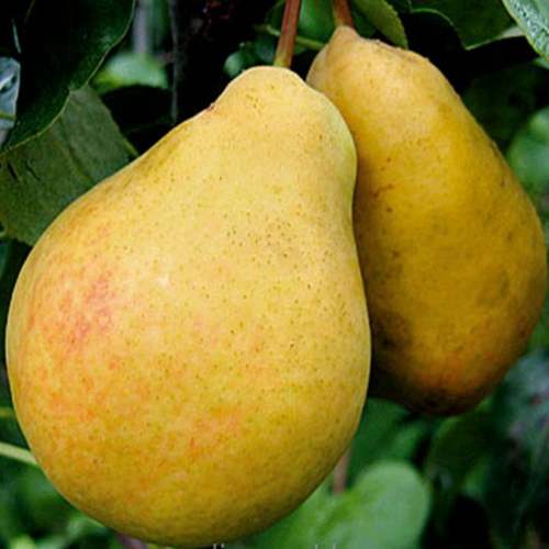 груша летняя.jpg