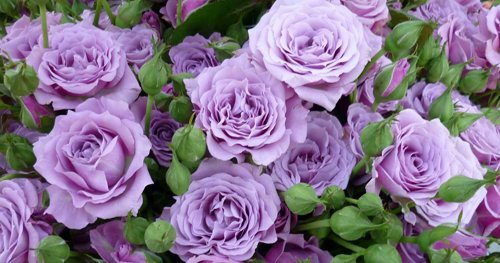 Сиреневые розы.jpeg