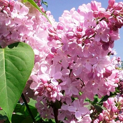 Сирень АДЕЛИНА в Горках