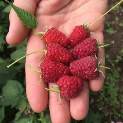 Малина ЕВРАЗИЯ в Горках