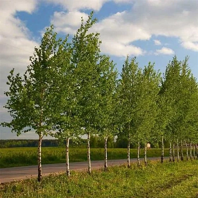 Береза обыкновенная в Горках