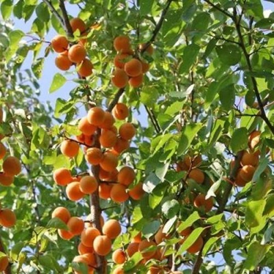 Абрикос ОРЛОВЧАНИН  в Горках