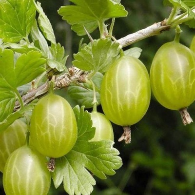Крыжовник УРАЛЬСКИЙ ИЗУМРУД в Горках
