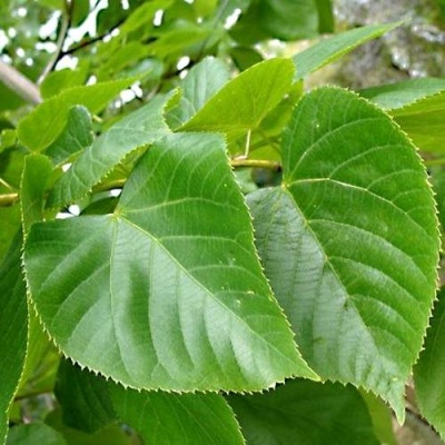 Липа мелколистная в Горках