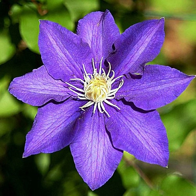 Клематис ЗЕ ПРЕЗИДЕНТ в Горках