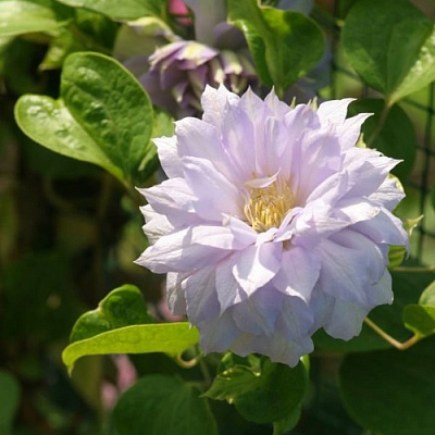 Клематис БЕЛЬ ОФ ВОРКИНГ в Горках