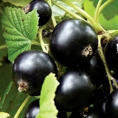 Смородина чёрная ЛЕНТЯЙ в Горках