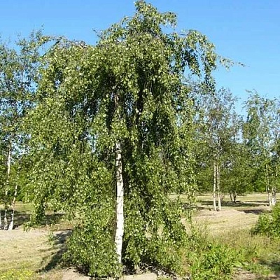 Береза ПОВИСЛАЯ в Горках