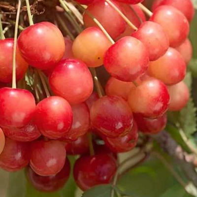 Черешня ЮЛИЯ в Горках